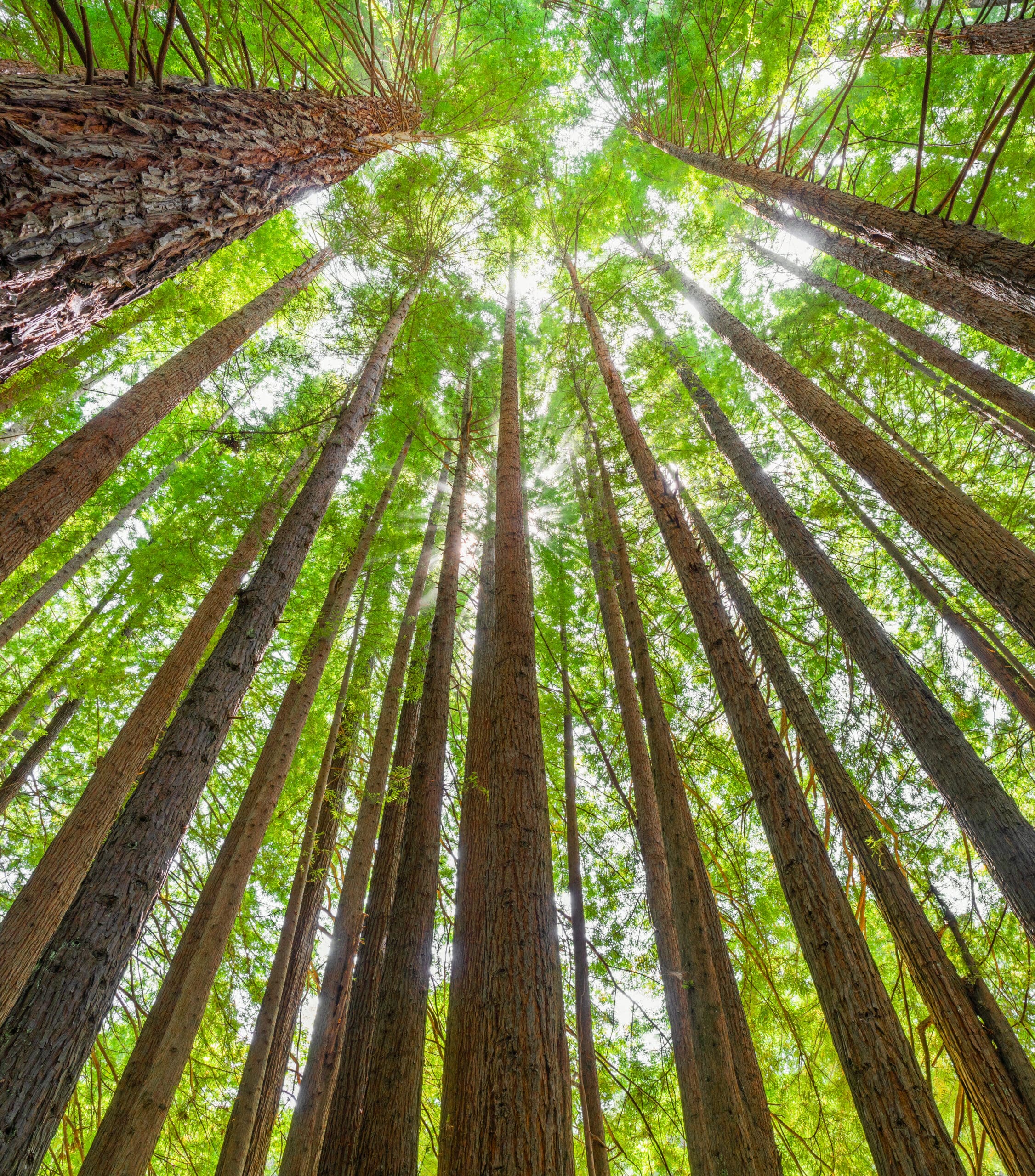 Old Growth Online giving at Grace Community Church in Tyler and Lindale Texas